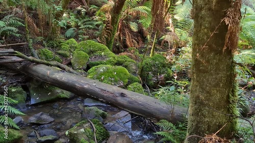 The Beautiful Dandenong Ranges, Stunning Eco System, Tall Mountain Ash Tree's, A Variety Of Fern's and Small Creeks Supports A Wide Array Of Australian Native Animals  photo