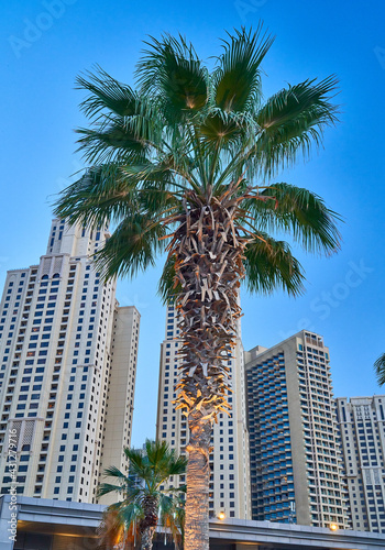 palm trees grow against the blue sky © Igor