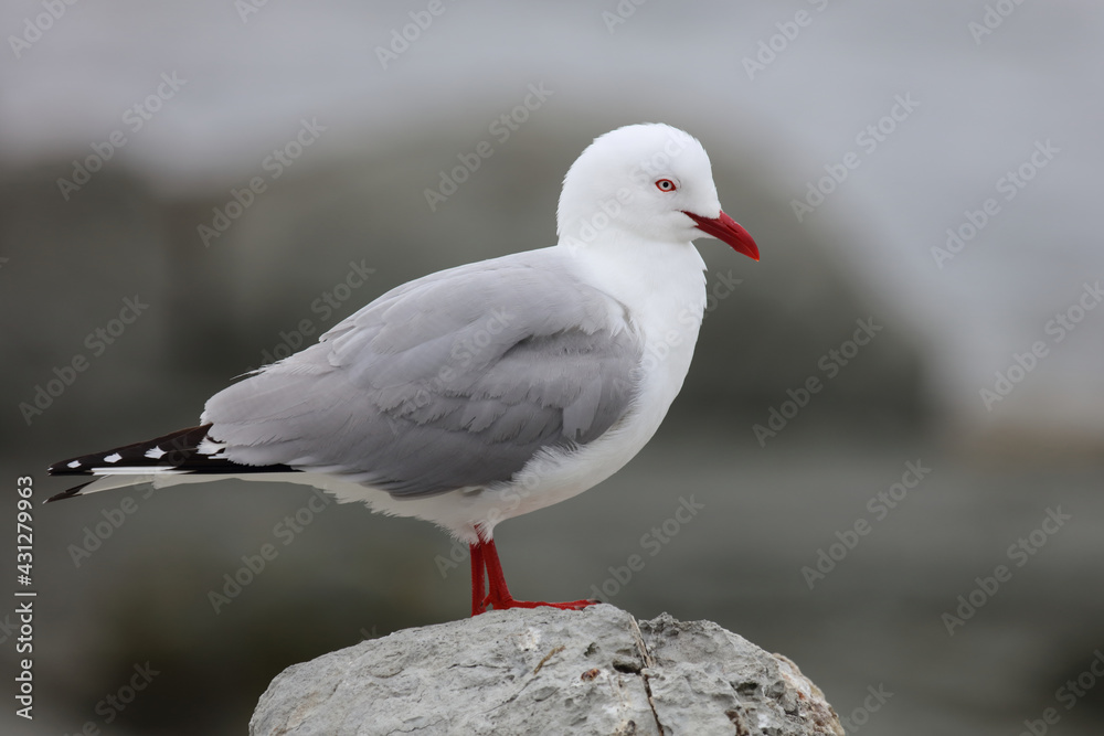 Rotschnabelmöwe / Red-billed gull / Larus scopulinus Rotschnabelmöwe / Red-billed gull / Larus scopulinus