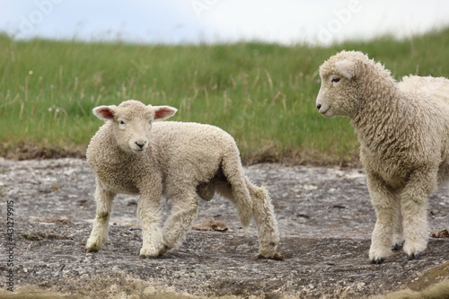 Romneyschaf / Romney sheep / Ovis.