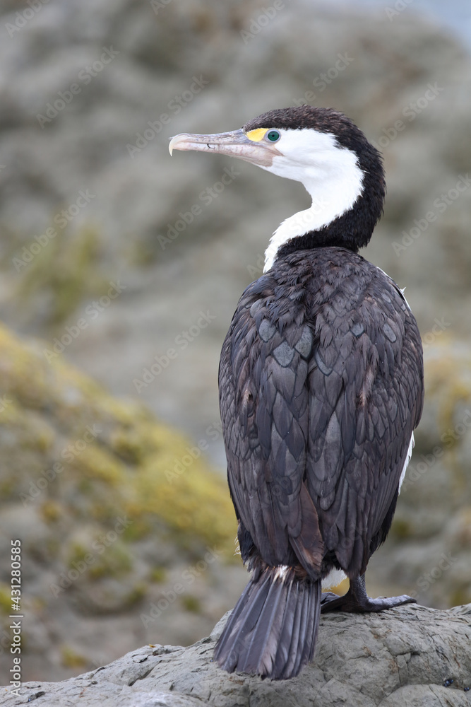Obraz premium Elsterscharbe / Australian pied cormorant / Phalacrocorax varius