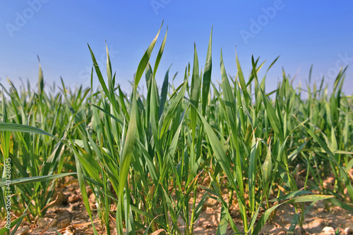 Fototapeta Naklejka Na Ścianę i Meble -  young leaf of wheat growing in a field