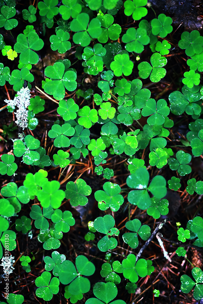 Background from plant clover four leaf. Irish traditional symbol. St.Patrick 's Day. Background from plant clover four leaf. Irish traditional symbol. St.Patrick 's Day.
