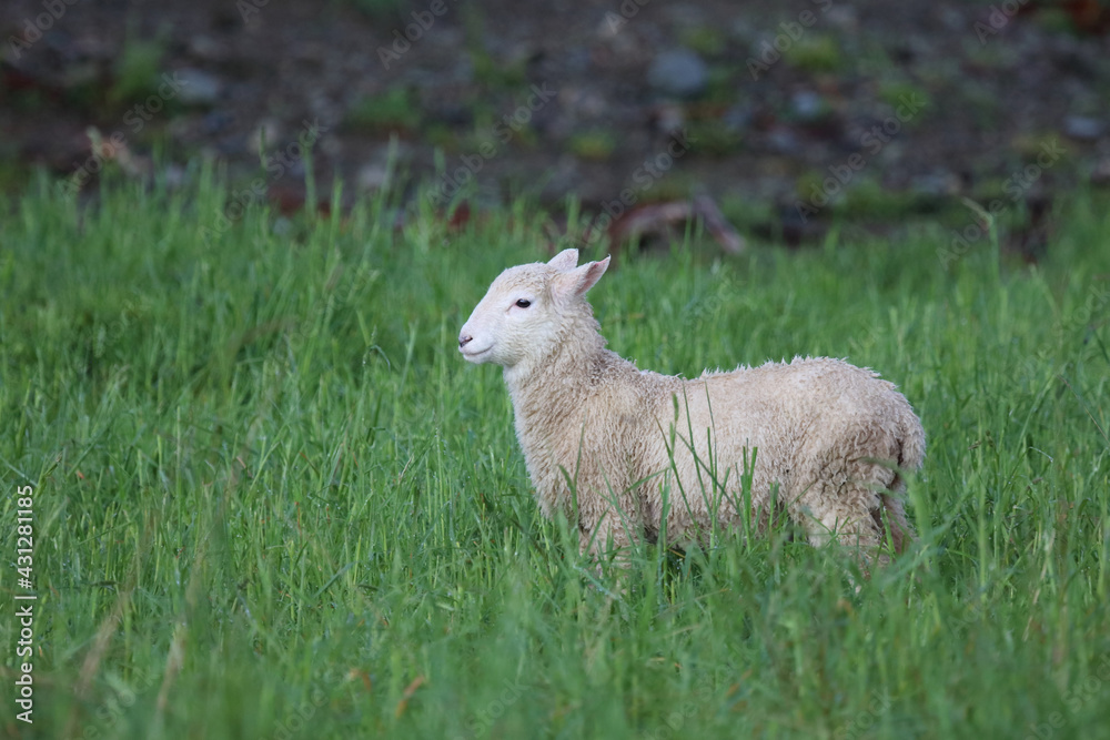 Coopworthschaf / Coopworth sheep / Ovis. Coopworthschaf / Coopworth sheep / Ovis.
