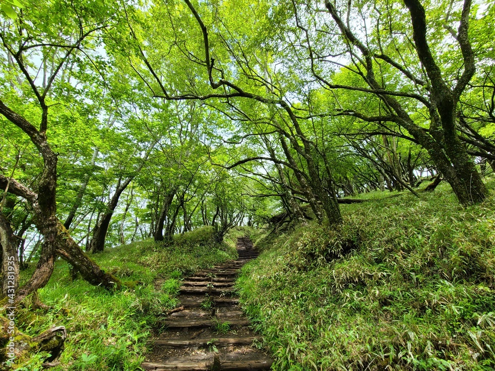 Obraz premium ブナ原生林の新緑 