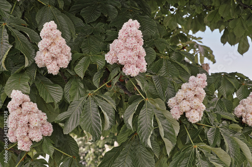 flowers and leaves of horse chestnut baumannii photo