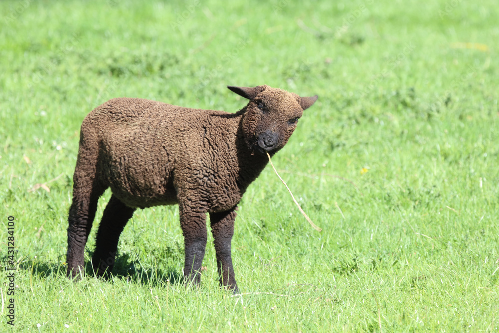 Schaf Suffolk-Coopworth-Kreuzung / Suffolk x Coopworth sheep / Ovis. Schaf Suffolk-Coopworth-Kreuzung / Suffolk x Coopworth sheep / Ovis.