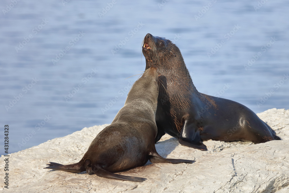 Naklejka premium Neuseeländischer Seebär / New Zealand fur seal / Arctocephalus forsteri.