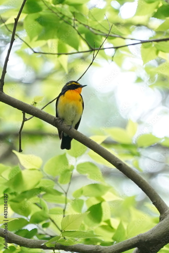 narcissus flycatcher on the branch narcissus flycatcher on the branch