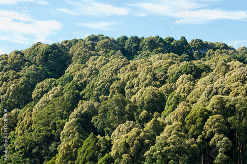 rainforest, jungle in the asian tropics