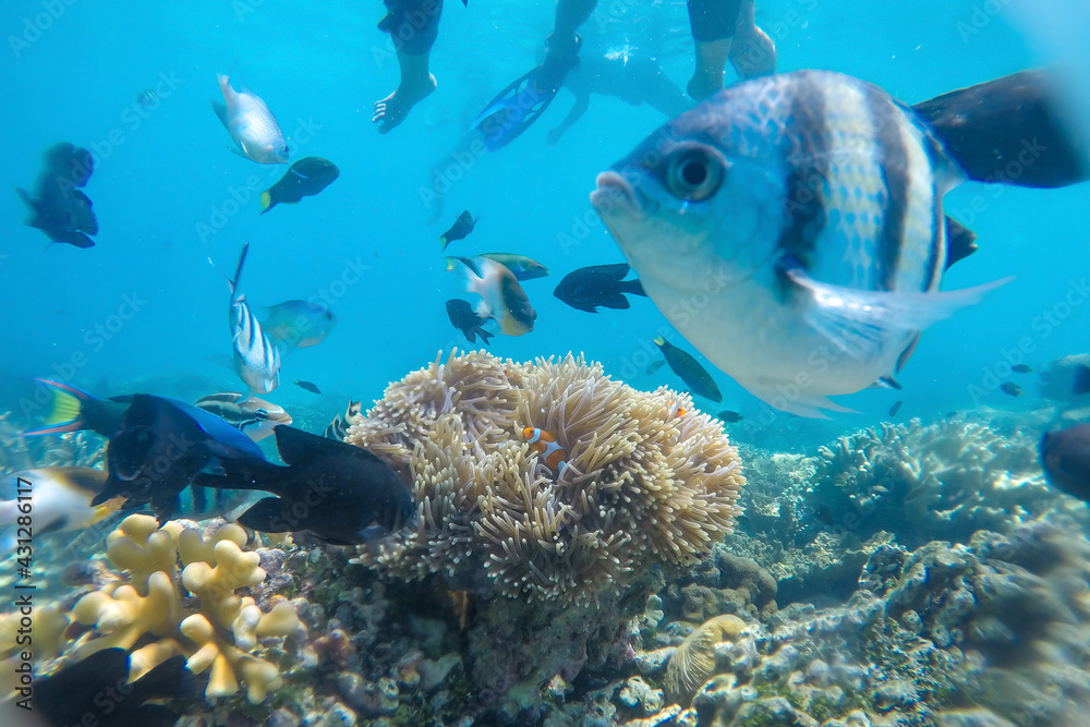 Obraz premium Beautiful underwater world at Karimun Jawa Island