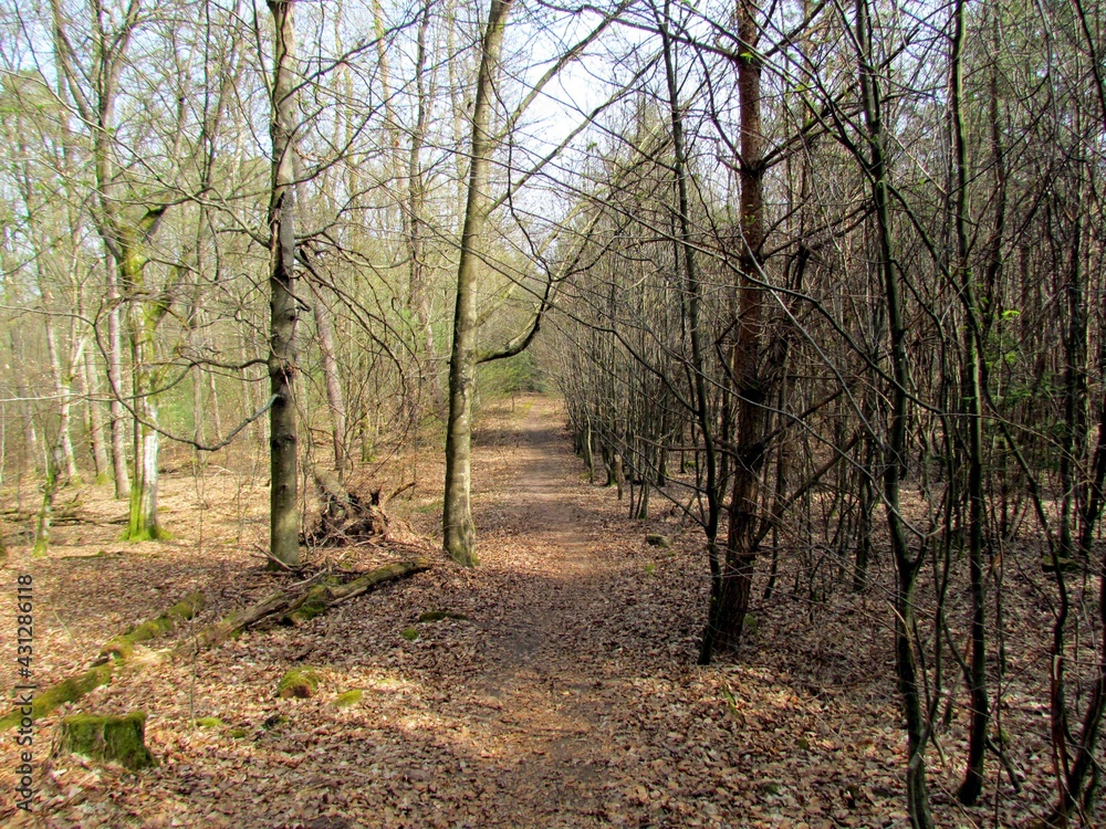 forêt forêt