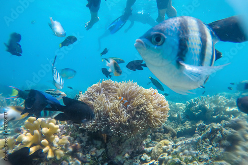 Beautiful underwater world at Karimun Jawa Island