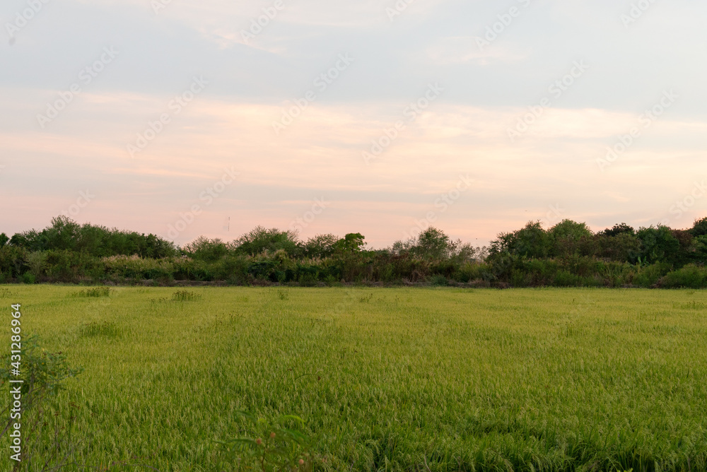 Beautiful green field rice or corn in agriculture harvest with evening sunset sky background. Calm concept. Natural concept.