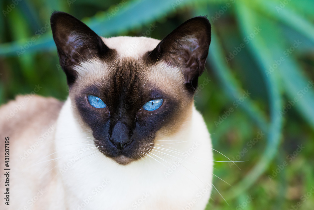 Tonkinese Cat. Coco is a lovely mature female Seal-point Tonkinese Cat with bright blue eyes