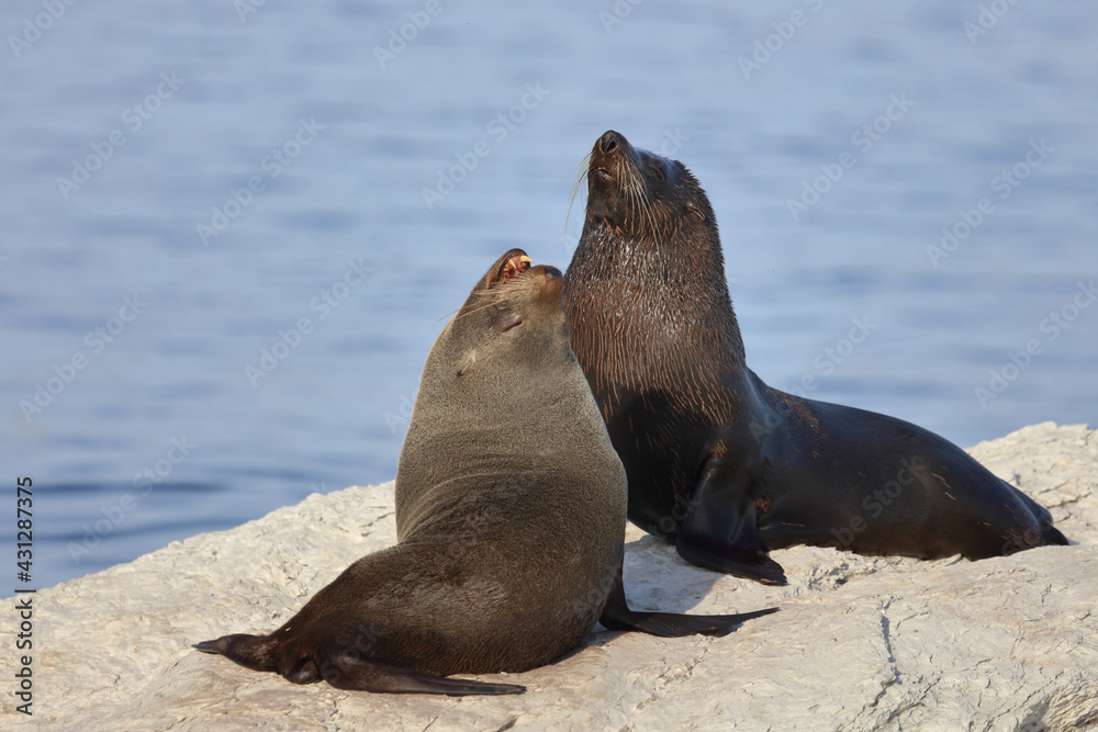 Naklejka premium Neuseeländischer Seebär / New Zealand fur seal / Arctocephalus forsteri.