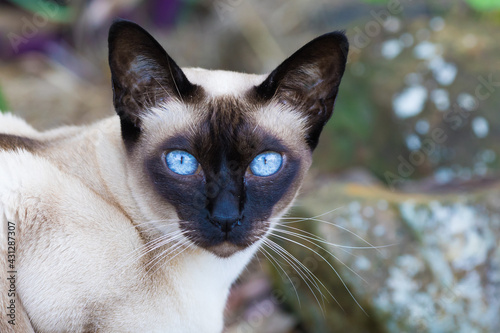 Konstfotografi Tonkinese Cat