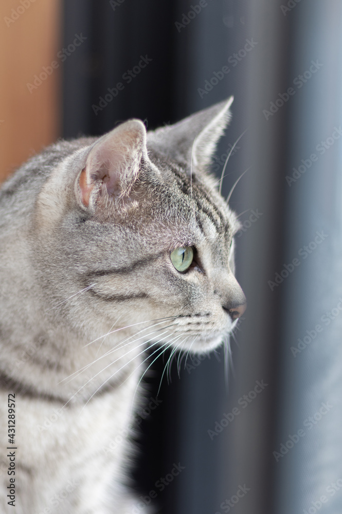 可愛い猫　サバトラ猫