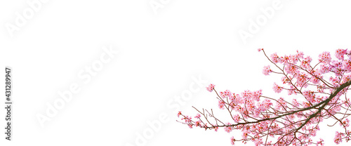 Beautiful bloom cherry blossom in spring season isolated on white background with blank copy space.