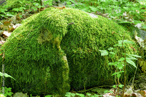 A large stone covered with green moss