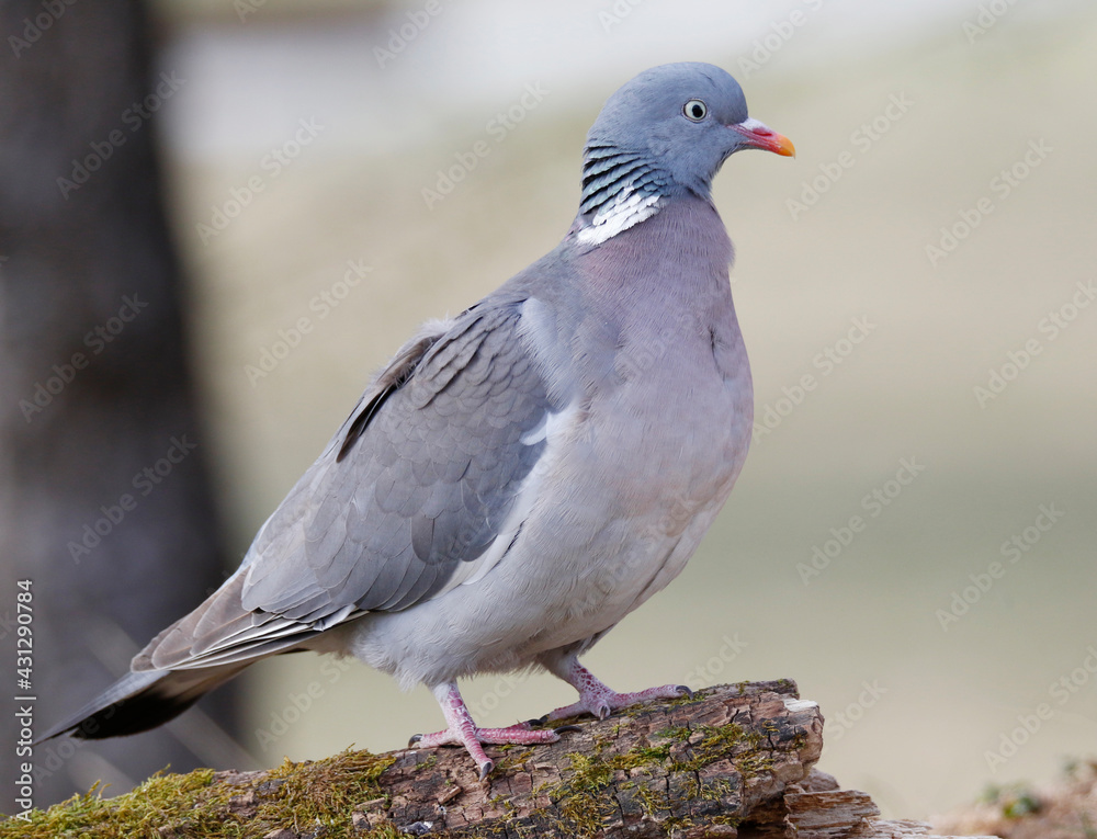 Fototapeta premium Wood Pigeon 