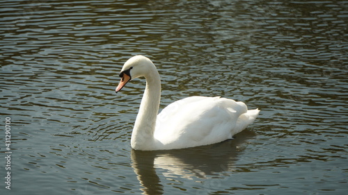 white swan on the lake