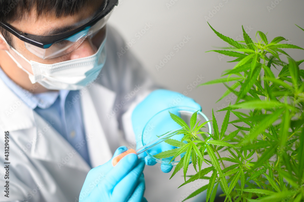 A scientist is checking and analyzing a cannabis sativa experiment , hemp plant  for herbal pharmaceutical cbd oil in a laboratory