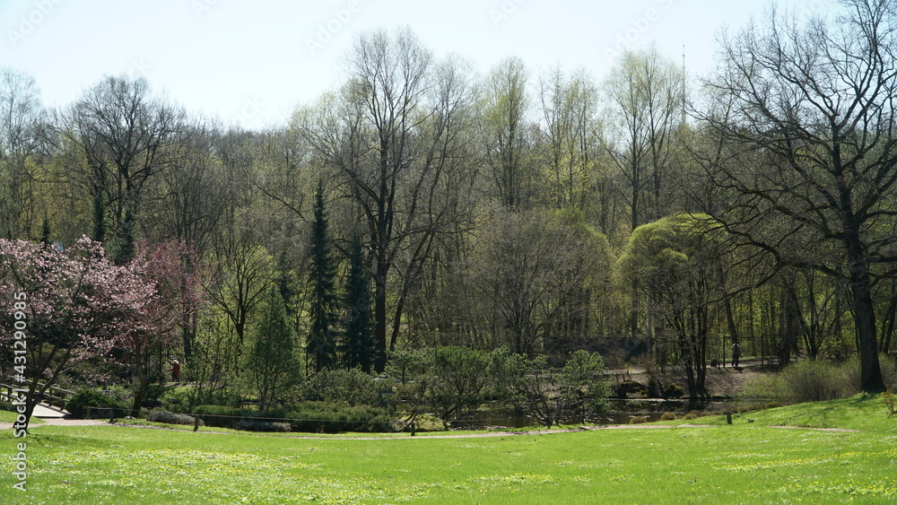 trees in the park