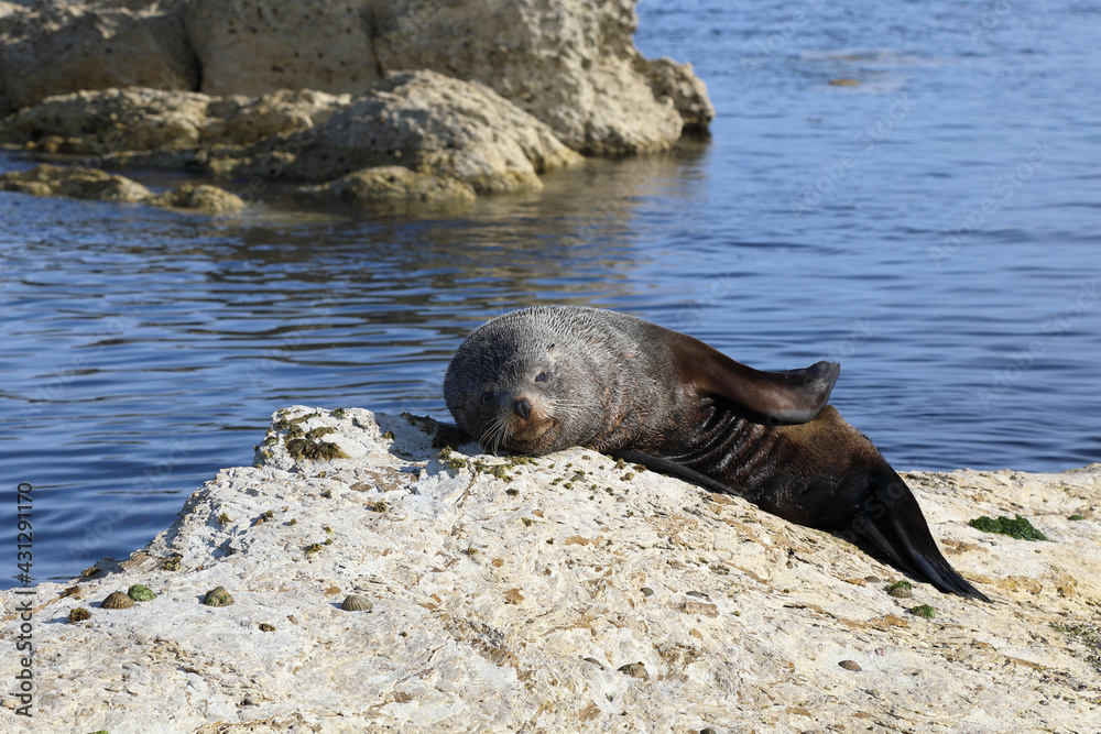 Naklejka premium Neuseeländischer Seebär / New Zealand fur seal / Arctocephalus forsteri