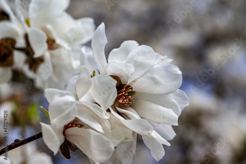 Magnolia stellata blossom detail