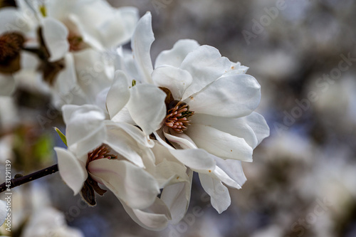 Magnolia stellata blossom detail