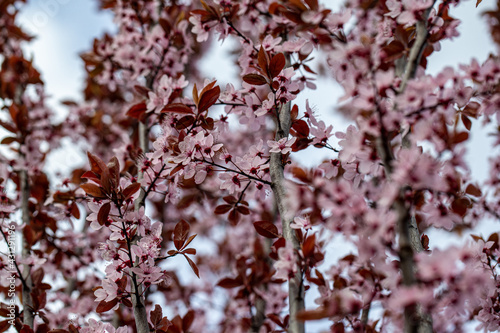 blood plum blossom detail prunus cerasifera 'nigra' 