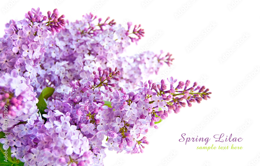 Lilac flowers on the branch isolated on white background