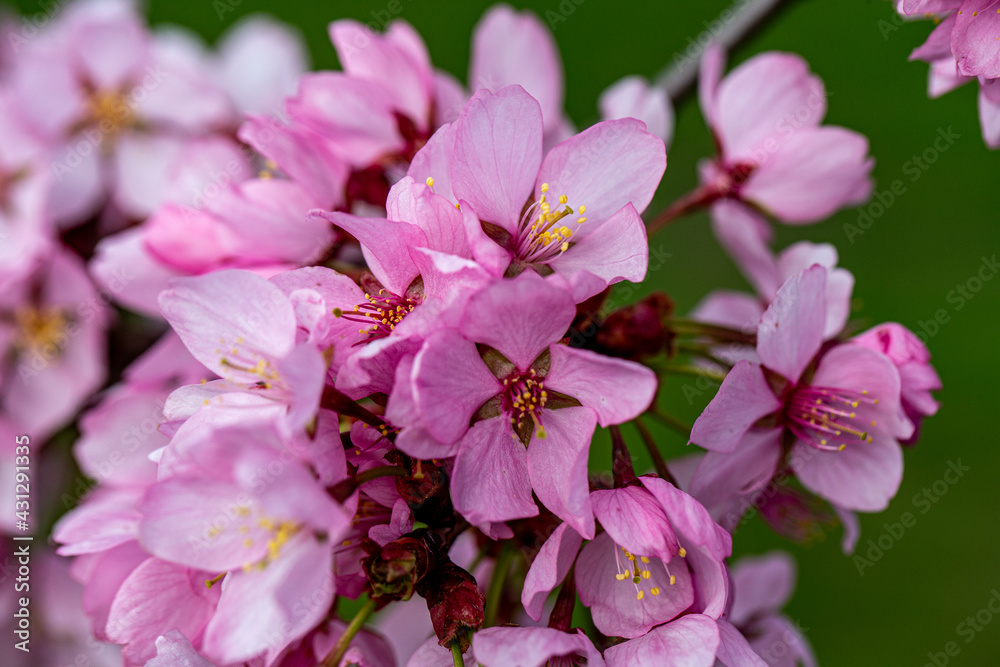mountain cherry blossom detail prunus sargentii