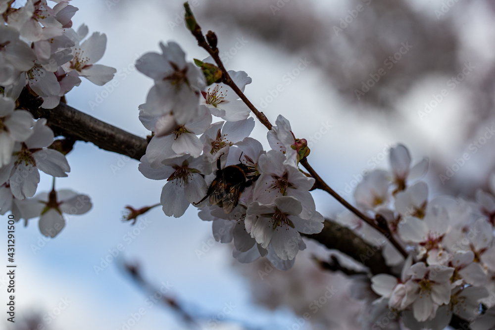 tokyo cherry blossom detail prunus x yedoensis tokyo cherry blossom detail prunus x yedoensis
