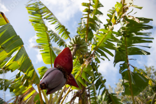 Banana heart on fruit tree