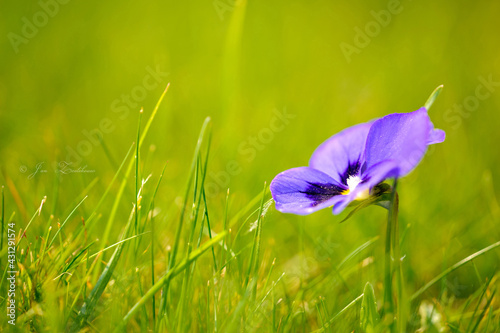 Purple Viola flower
