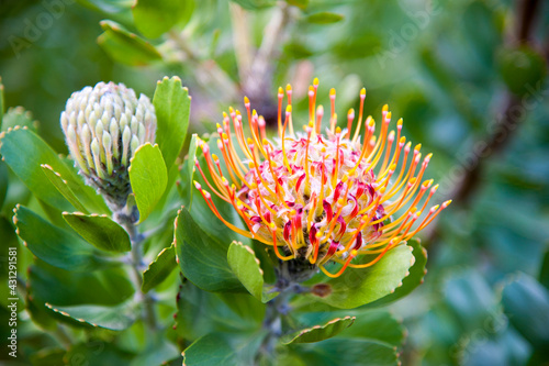 Mossel Bay Pincushion protea