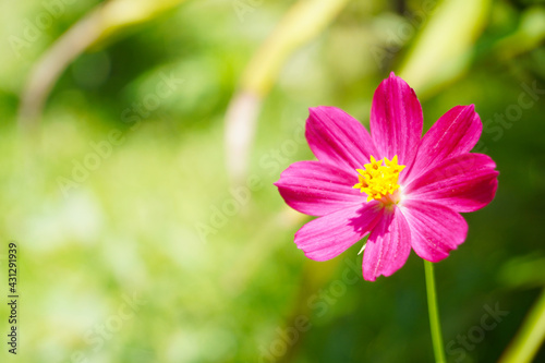 Pink flowers and branch in the garden.