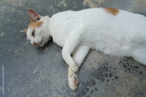Beautiful white cat on the floor. © sorawat