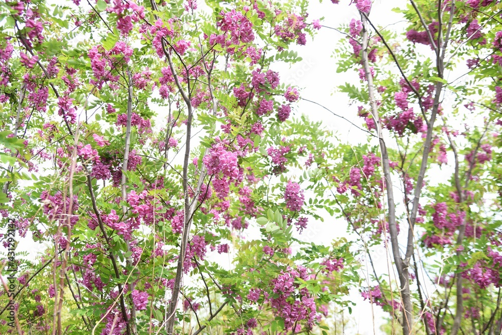 Locust tree ( Robinia pseudoacacia ) pink blossoms. Fabaceae deciduous tree. Locust tree ( Robinia pseudoacacia ) pink blossoms. Fabaceae deciduous tree.