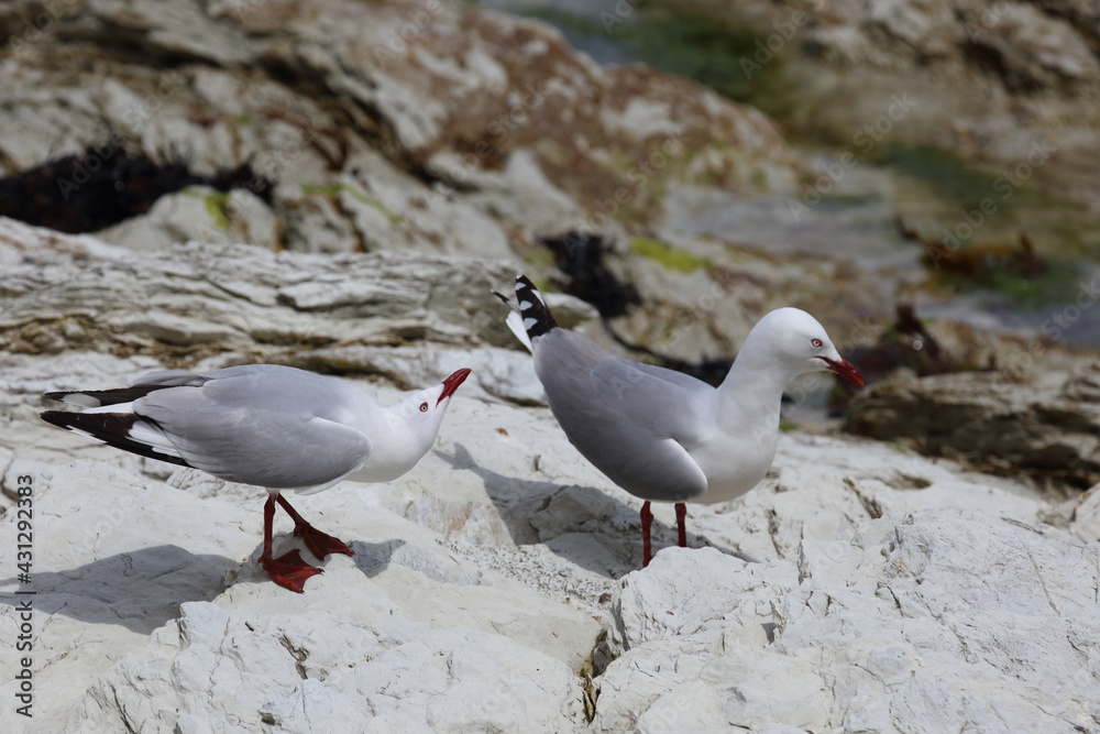 Rotschnabelmöwe / Red-billed gull / Larus scopulinus