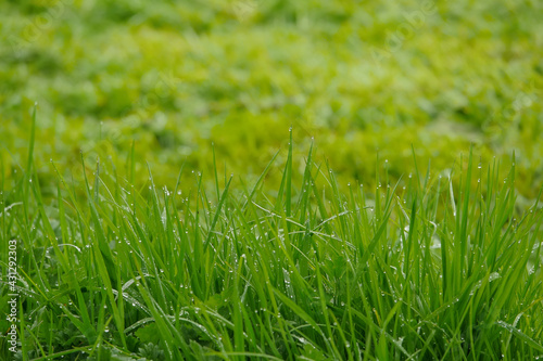 Morning dew on a grass in focus, mowed grass out of focus. Garden maintenance concept. Early morning time