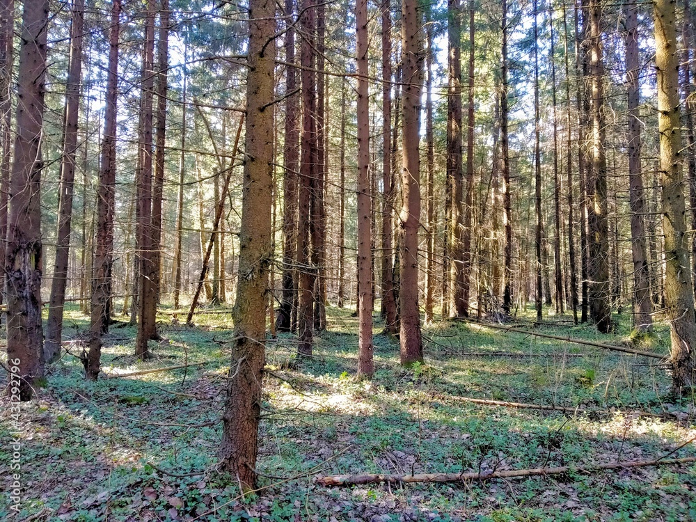 Obraz premium Spruce forest🌲🌲🌲🌲01.05.2021