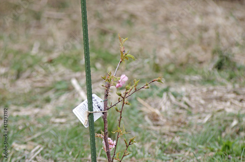 桜の苗木の植え付け © fkotton