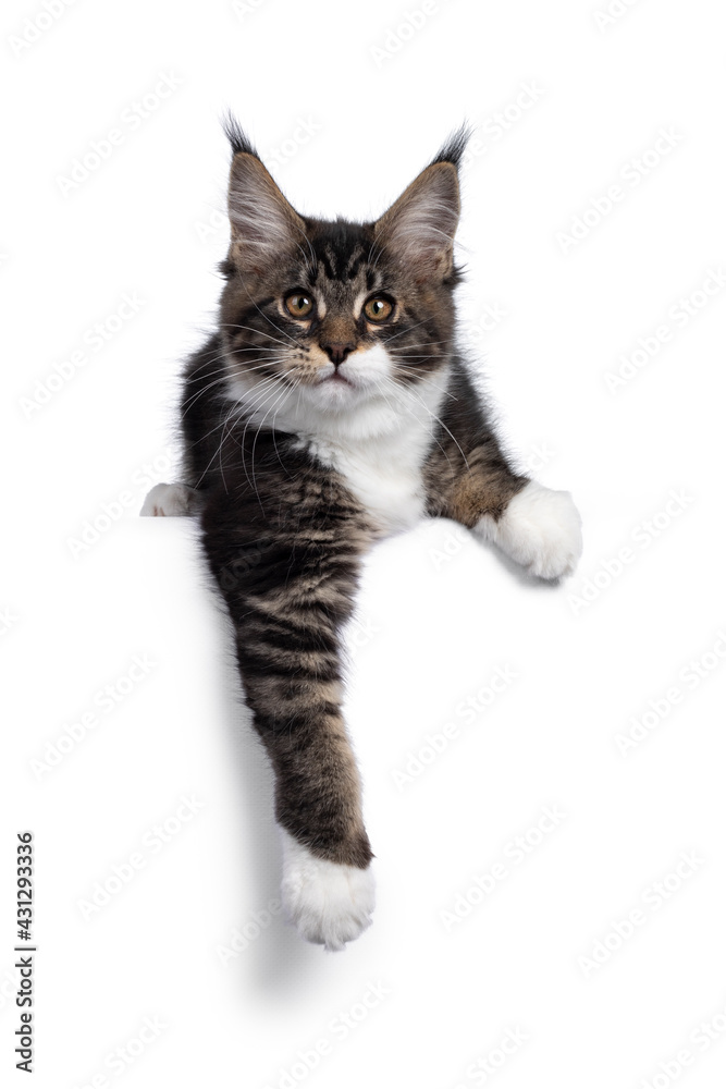 Obraz premium Cute black tabby with white Maine Coon cat kitten, laying down on edge with paws hanging relaxed over that edge. Looking towards camera. Isolated on a white background.