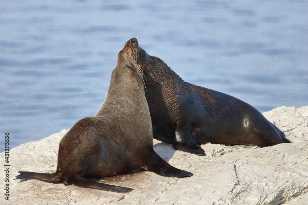 Obraz premium Neuseeländischer Seebär / New Zealand fur seal / Arctocephalus forsteri.