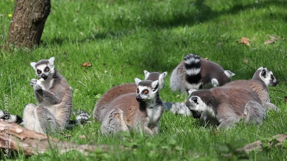 Slow Motion of Eating Ring-Tailed Lemurs in Czech Zoo. Adorable Lemur Catta in Green Grass in Zoological Garden. Slow Motion of Eating Ring-Tailed Lemurs in Czech Zoo. Adorable Lemur Catta in Green Grass in Zoological Garden.