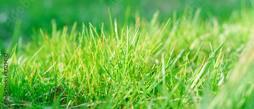fresh spring grass under the sun, soft focus, blurry background