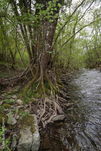Fototapeta Naklejka Na Ścianę i Meble -  tree and roots along a stream in the forest of Tuscany, Italy